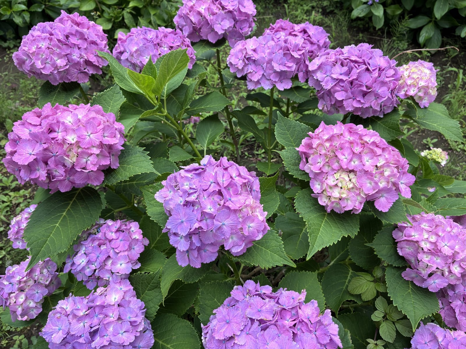 Hortensia en fleur aux grosses boules mauves dans un jardin (photo d illustration provisoire)