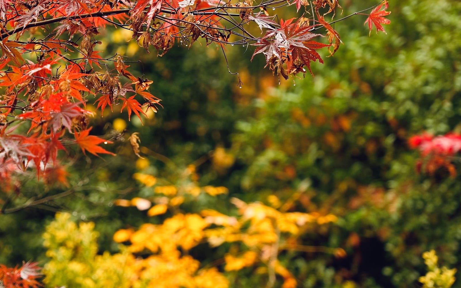 Jardin en automne aux feuillages cuivrés, orangés et dorés