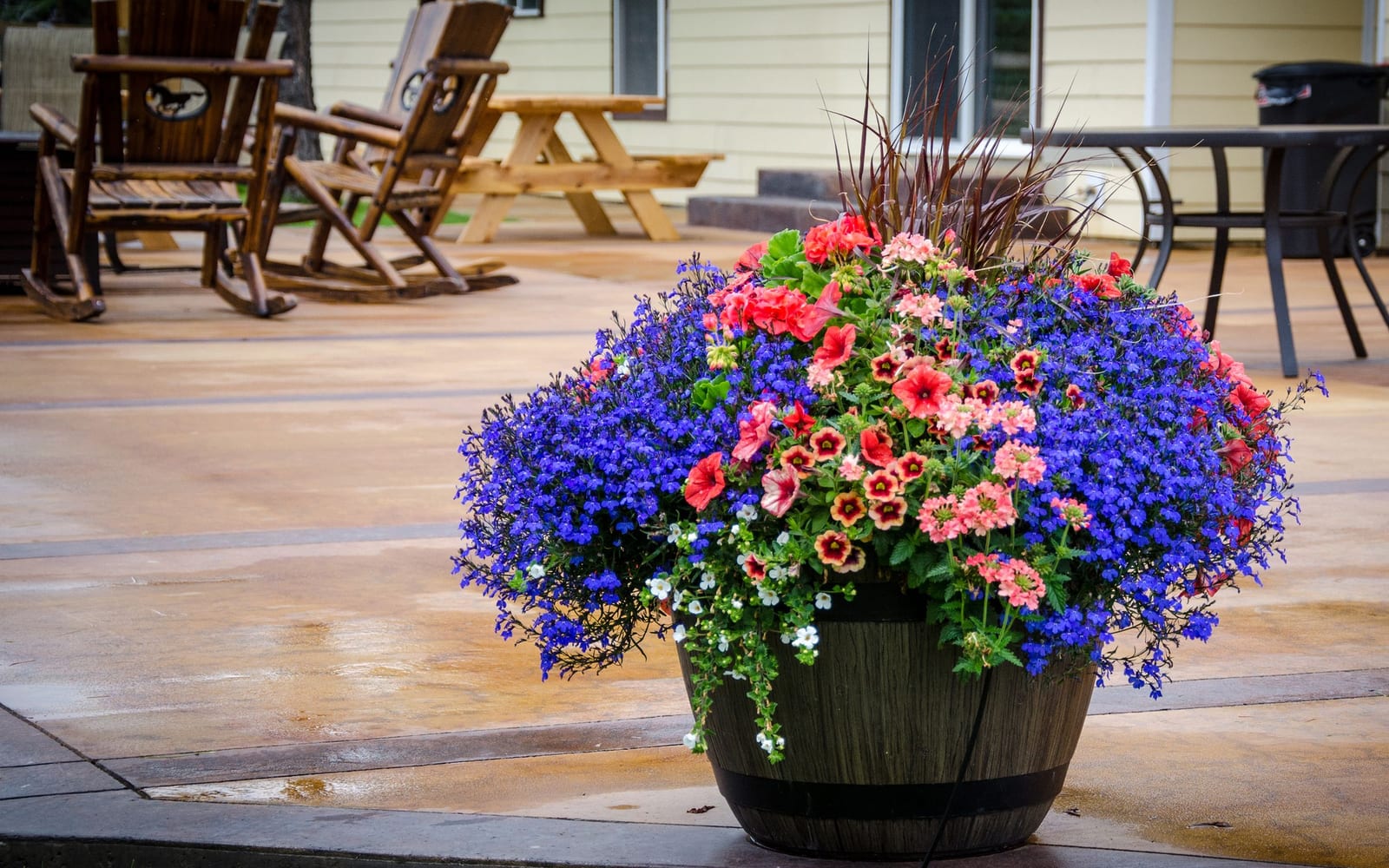 Jardinière d’été abondamment fleurie de lobélias bleus et de calibrachoas, posée sur une terrasse