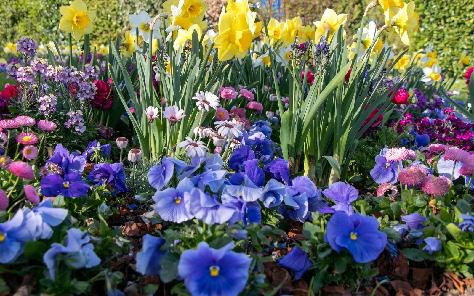 Massif printanier multicolore en pleine floraison : pensées, jonquilles et pâquerettes