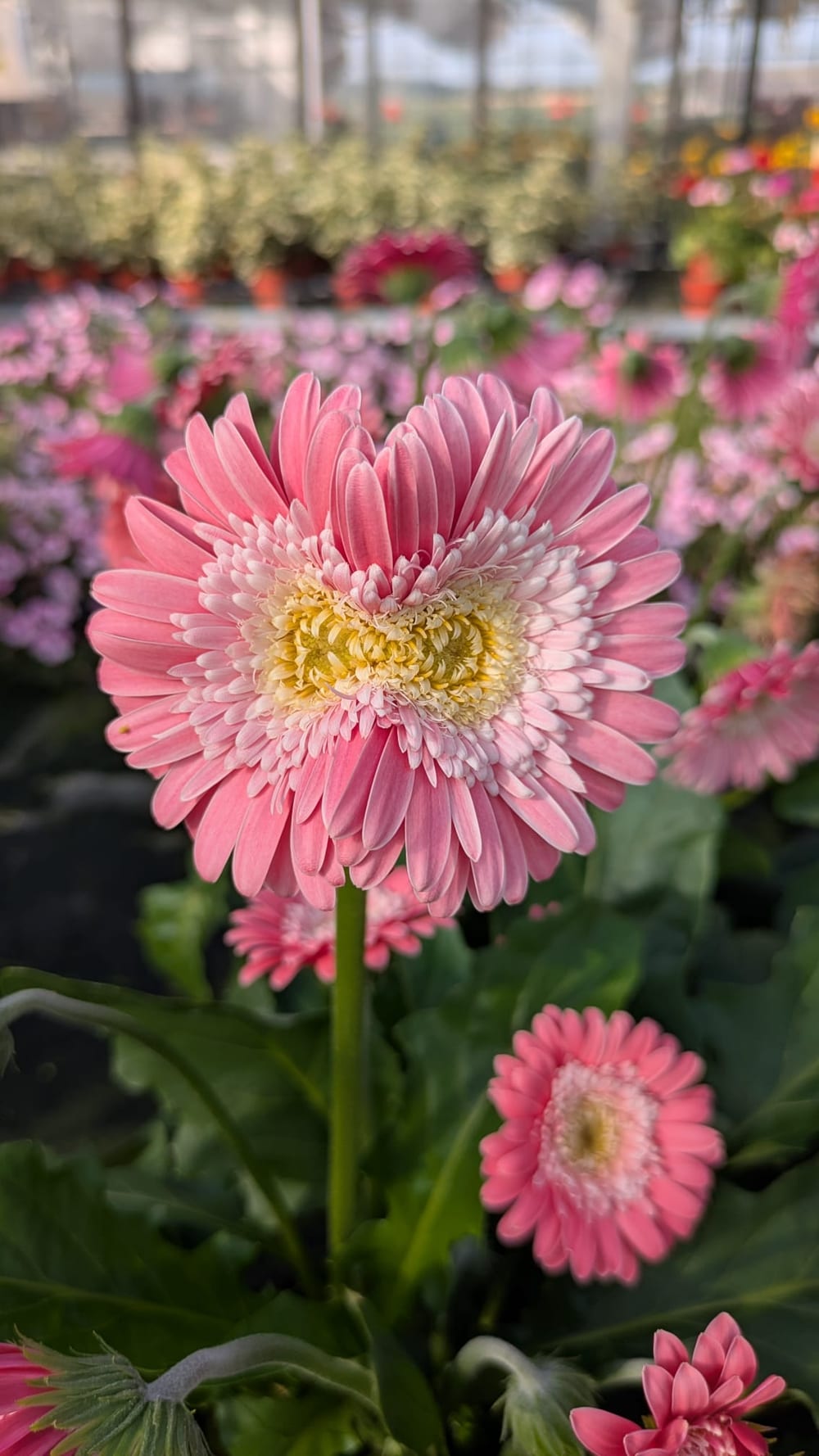 Gerbera rose en pleine floraison sur les tablettes de la serre