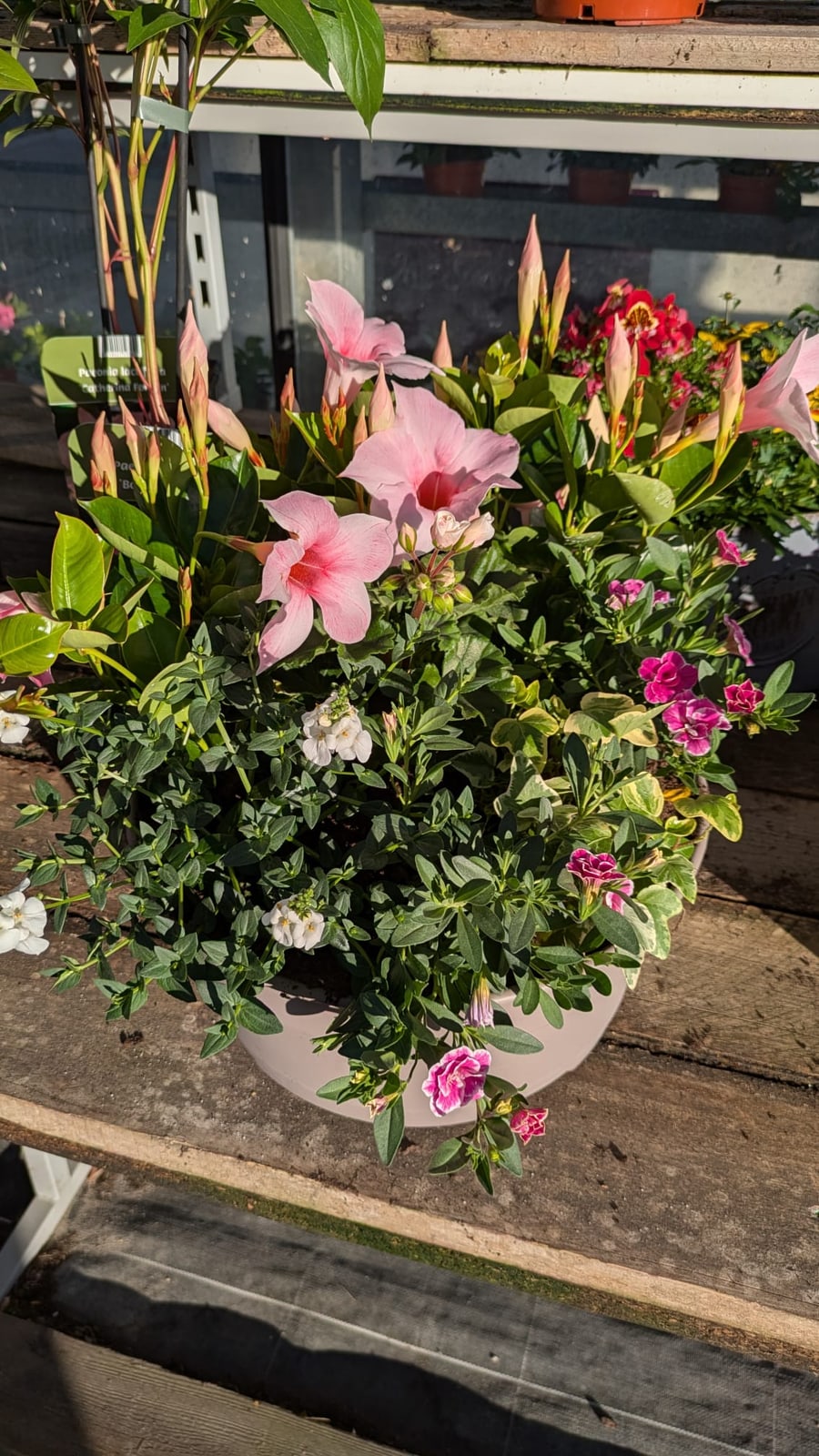 Jardinière composée sur mesure : dipladenia rose, calibrachoas et feuillages panachés