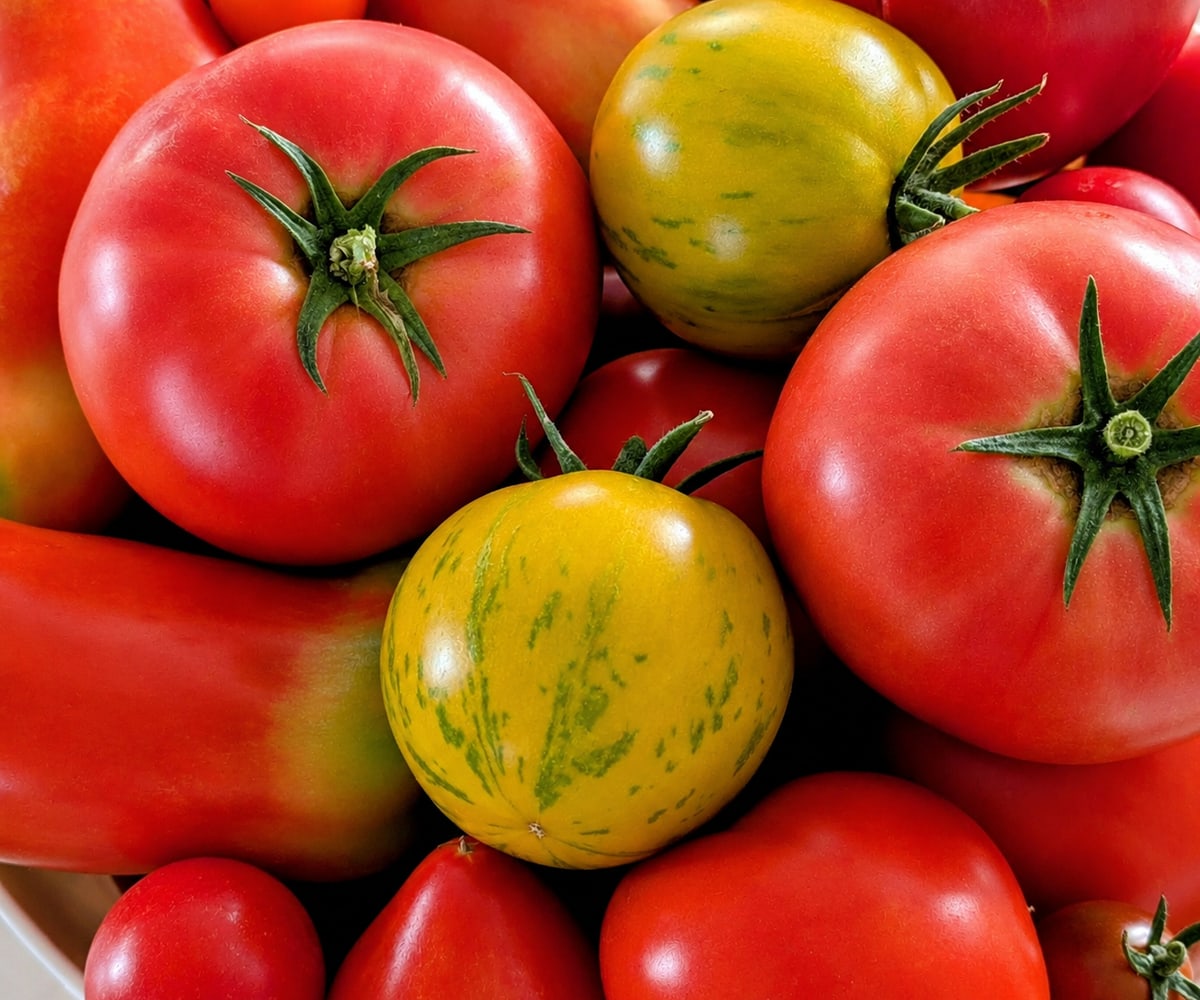 Variétés de tomates fraîchement récoltées : rouges, roses, jaunes zébrées et allongées