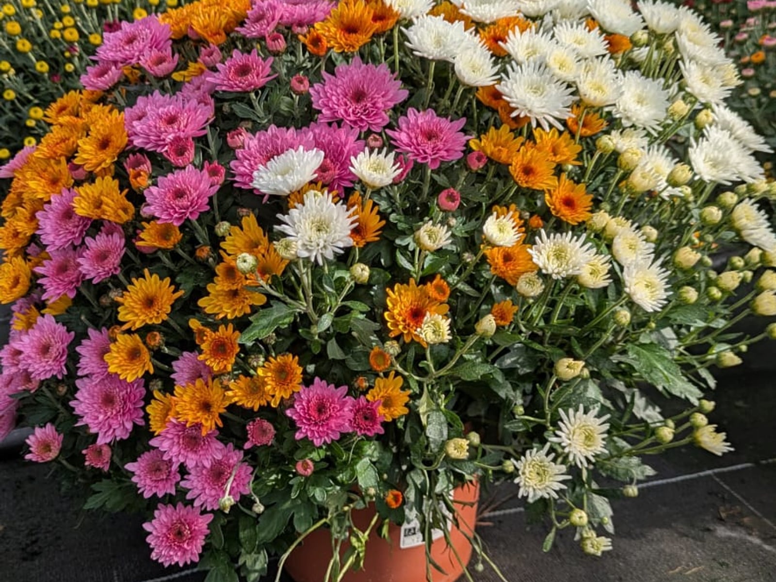 Chrysanthèmes roses, orange et blancs en fleur sous les serres du Chapitre