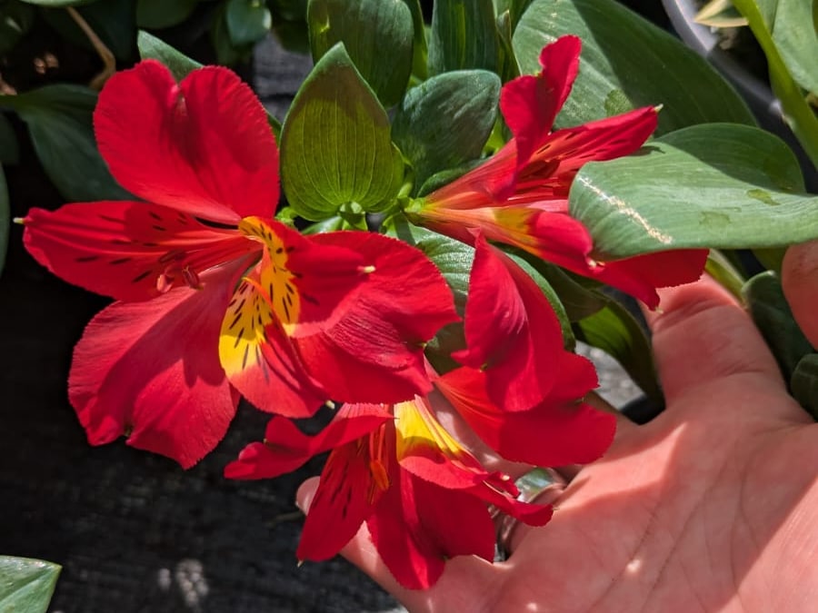 Alstroemerias rouges en fleur tenues dans la main, aux Serres du Chapitre