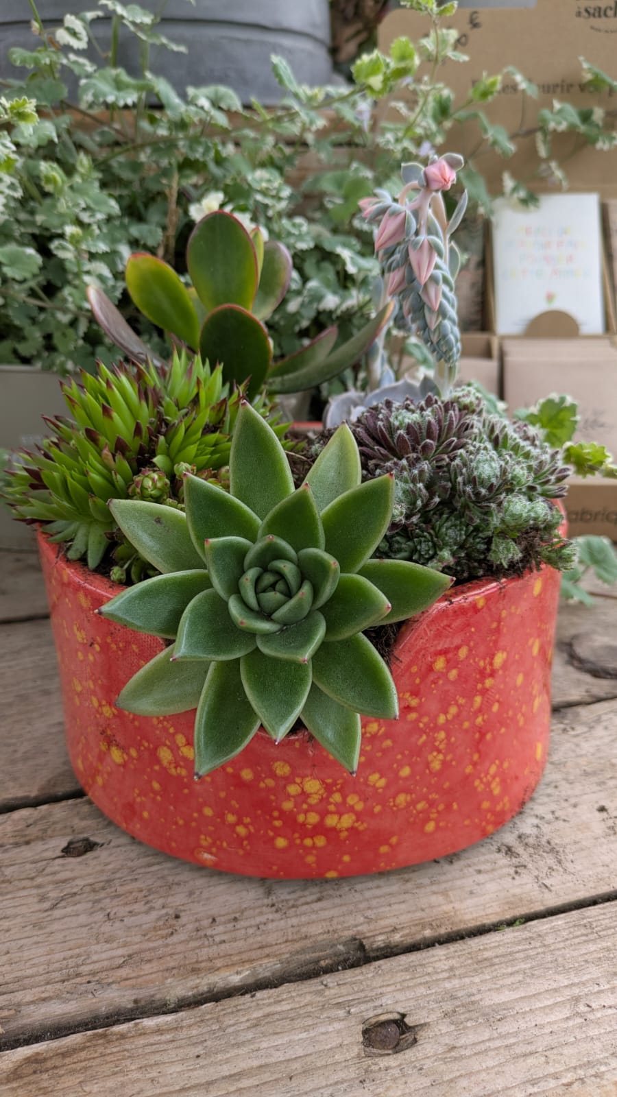 Coupe de plantes grasses dans un pot en terre cuite rouge