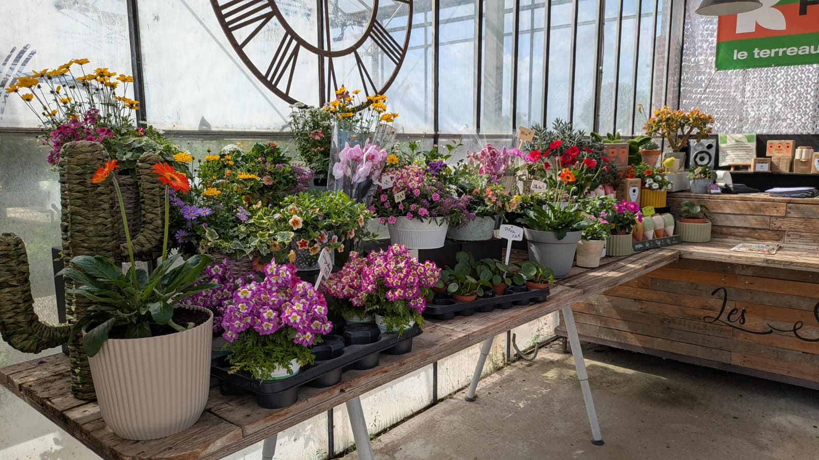 Étal de fleurs en pots sous la grande horloge de la serre
