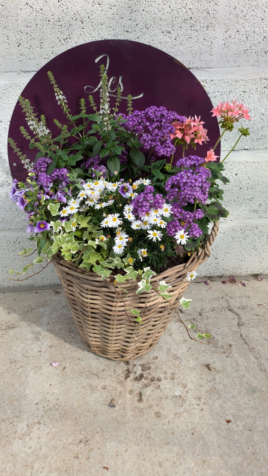 Panier d’osier composé : verveines mauves, marguerites blanches et pélargoniums
