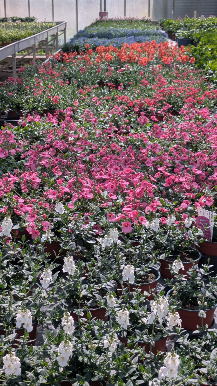Rangées de diascias roses, rouges et bleus sur les tablettes de culture
