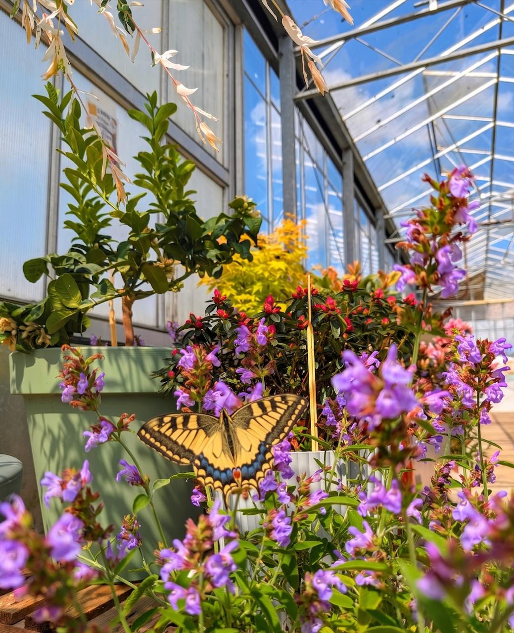 Papillon machaon posé parmi les sauges en fleur dans la serre