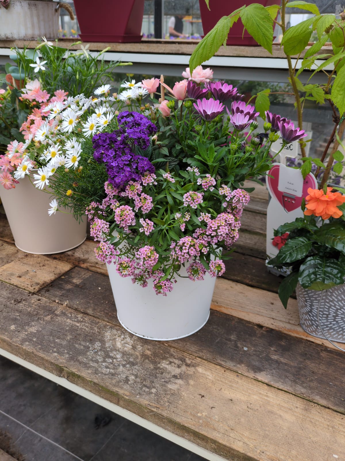 Pot blanc composé de marguerites roses et de verveines mauves