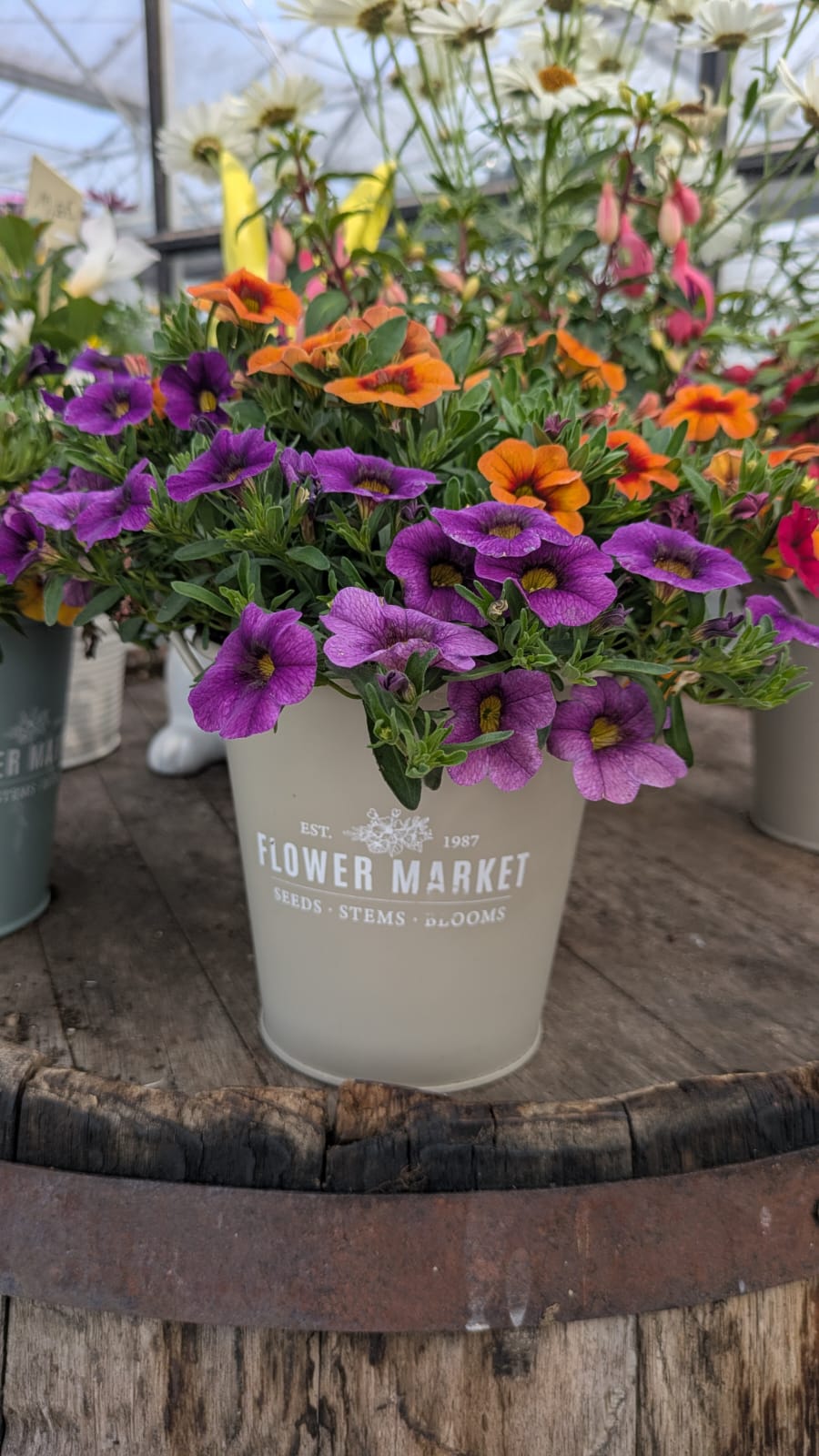 Jardinière « Flower Market » garnie de calibrachoas violets et orange